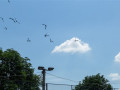 247-IMG_6448